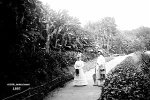 Images d'Algerie 241- Alger- jardin d'essai 1897
